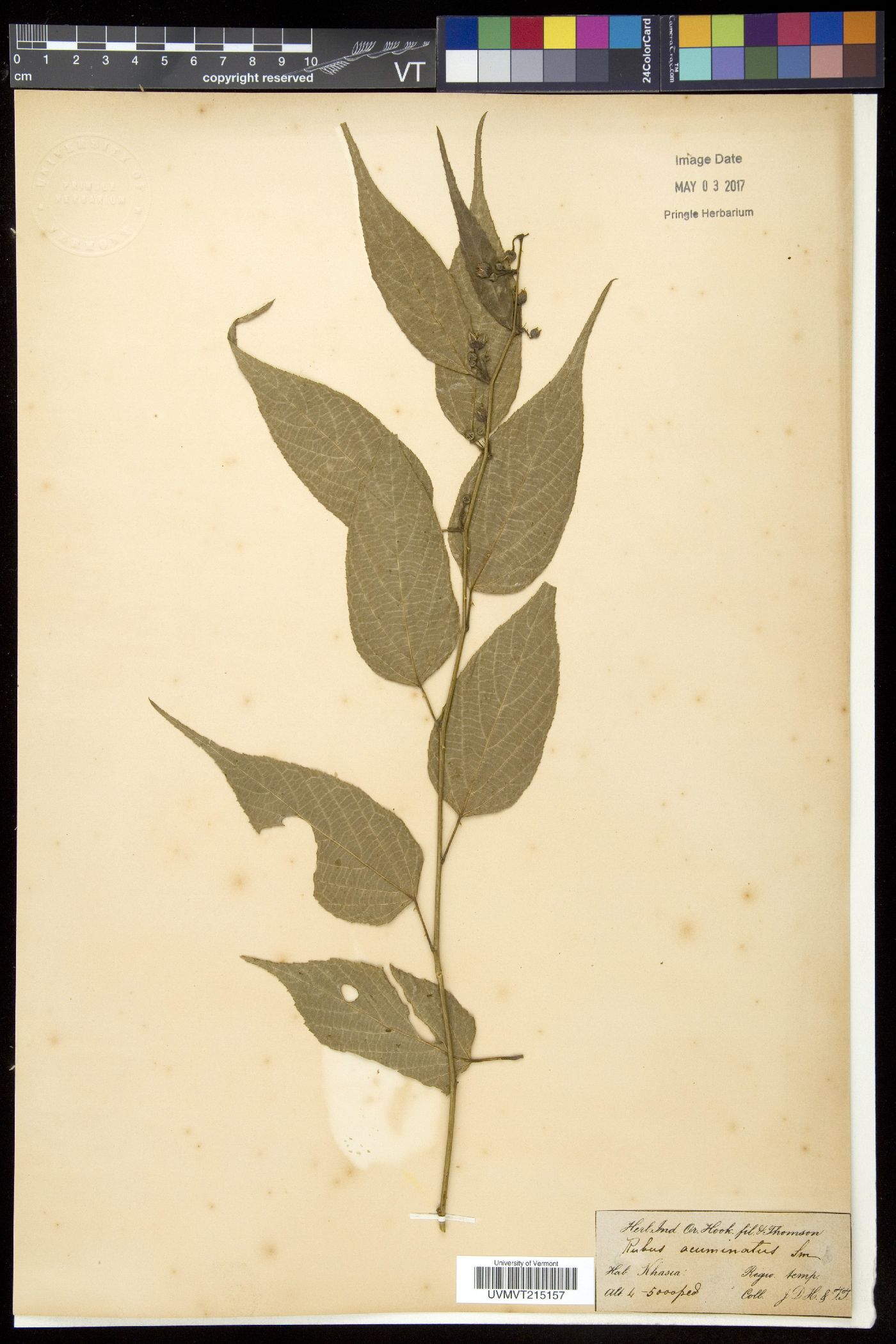 Rubus acuminatus image