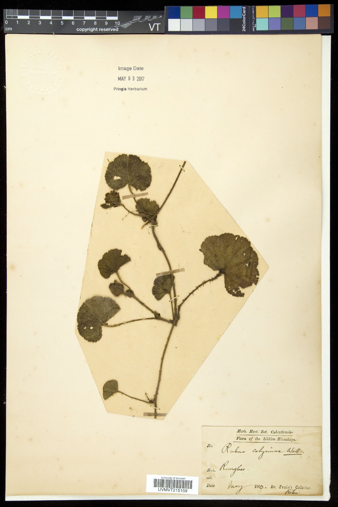Rubus calycinus image