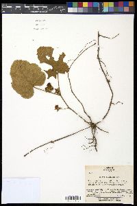 Rubus buergeri image