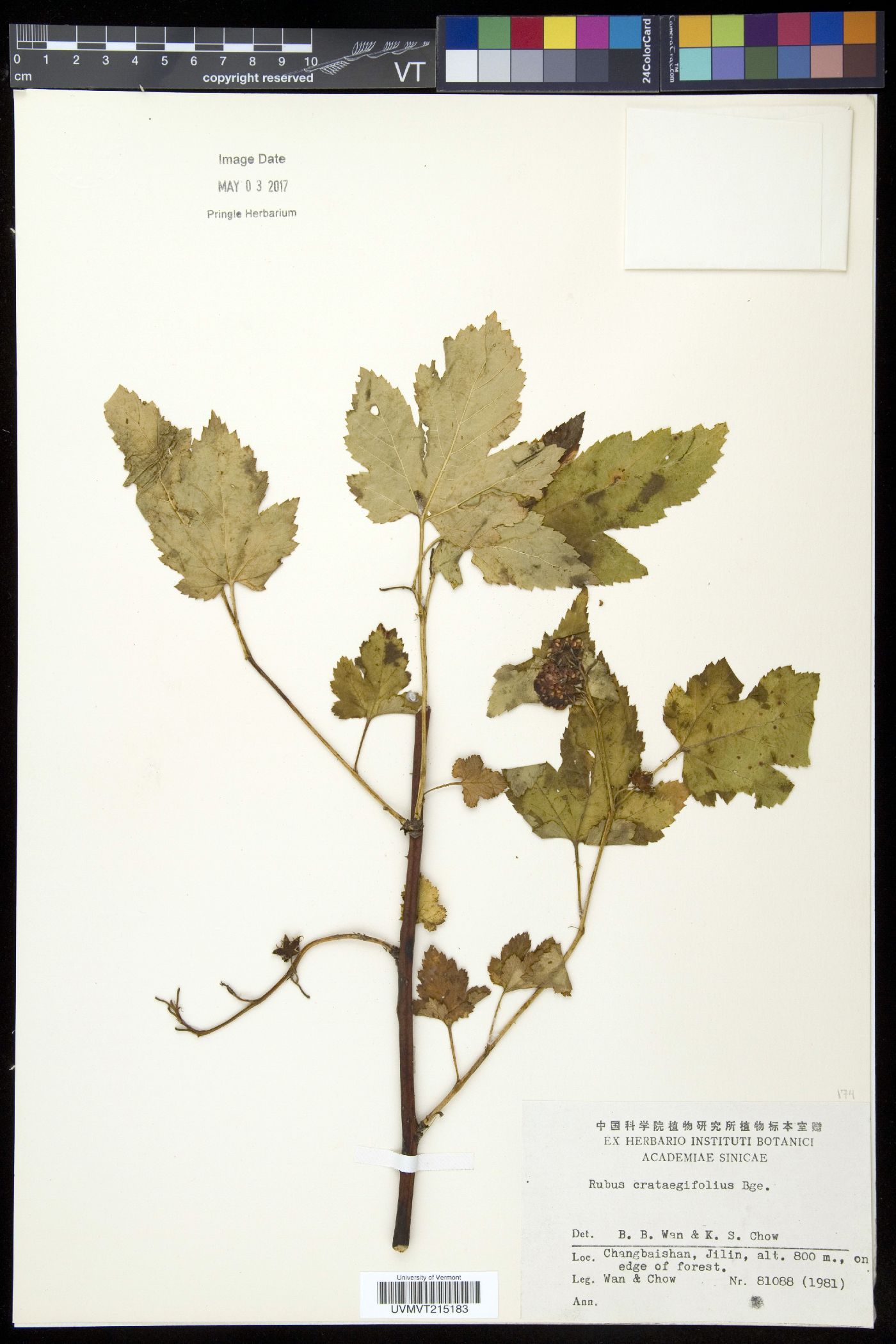 Rubus crataegifolius image