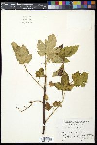 Rubus crataegifolius image