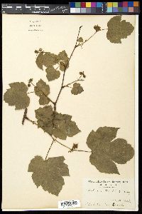 Rubus crataegifolius image