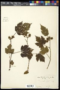 Rubus crataegifolius image