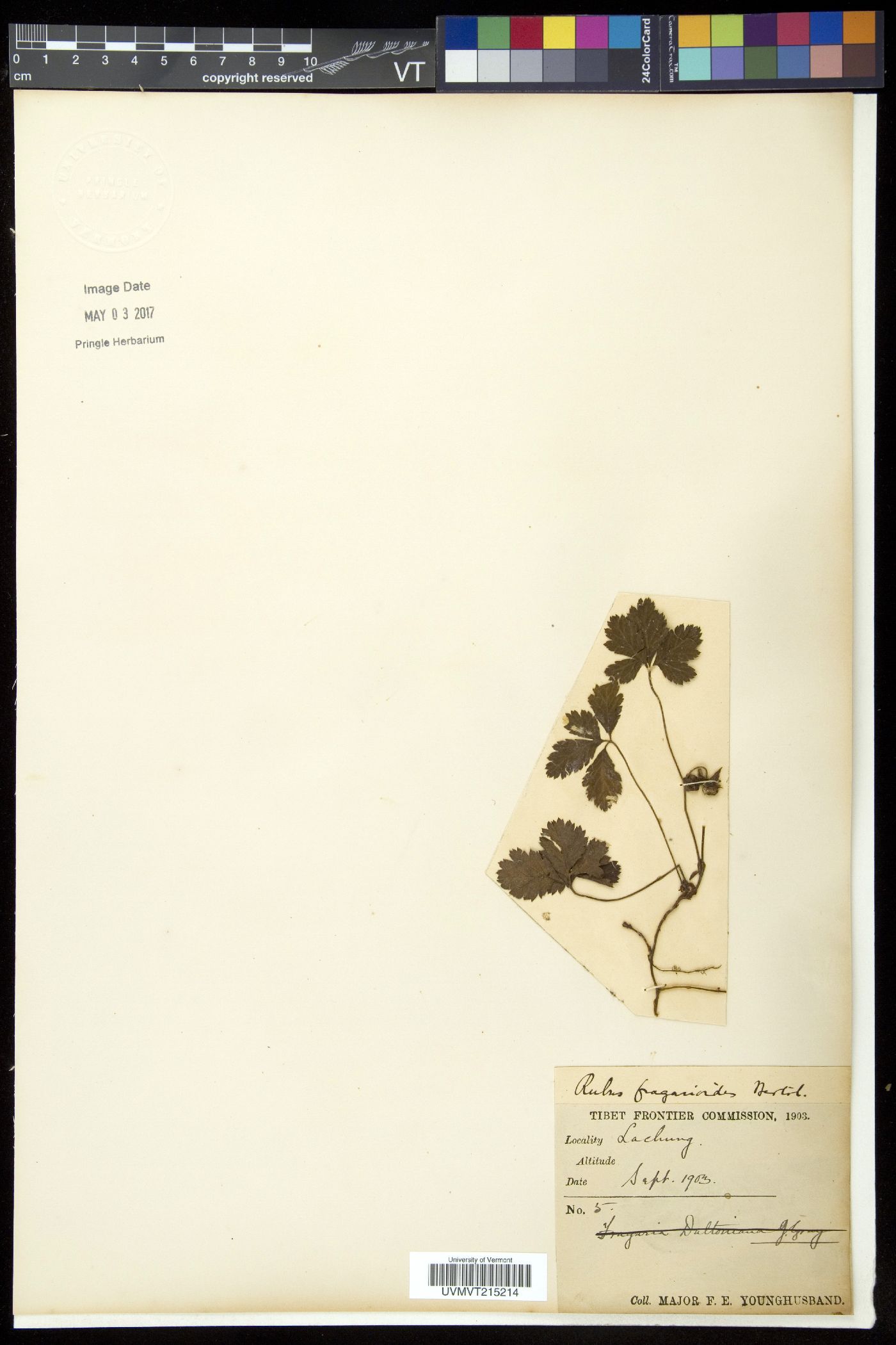 Rubus fragarioides image