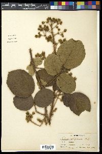 Rubus ellipticus image