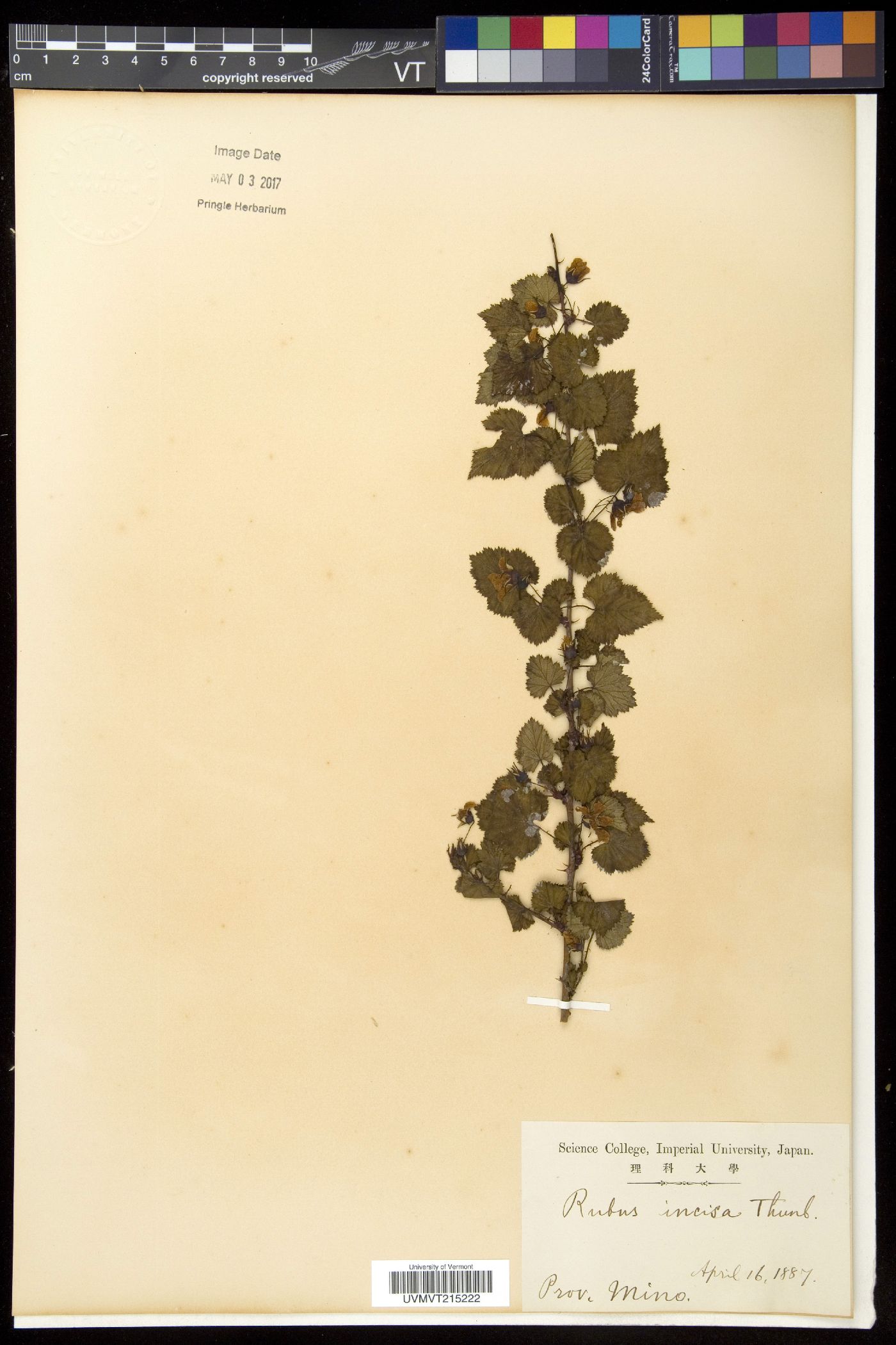 Rubus incisus image