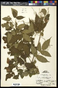 Rubus hirsutus image