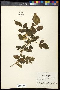 Rubus hirsutus image