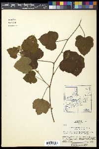 Rubus hakonensis image