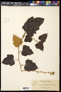 Rubus moluccanus image