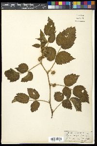 Rubus niveus image