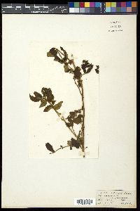 Rubus rosaefolius image