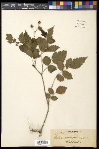 Rubus rosaefolius image