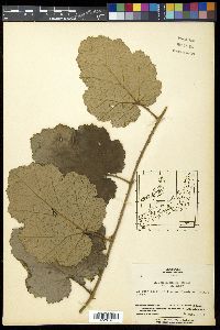 Rubus sieboldii image