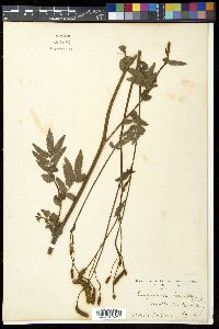Sanguisorba tenuifolia var. alba image