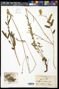 Sanguisorba tenuifolia var. alba image