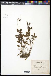 Sanguisorba tenuifolia image
