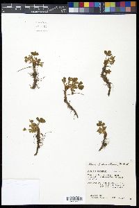 Sibbaldia procumbens image