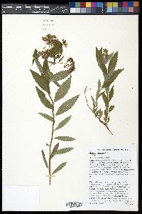 Spiraea japonica image