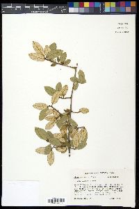 Elaeagnus pungens image