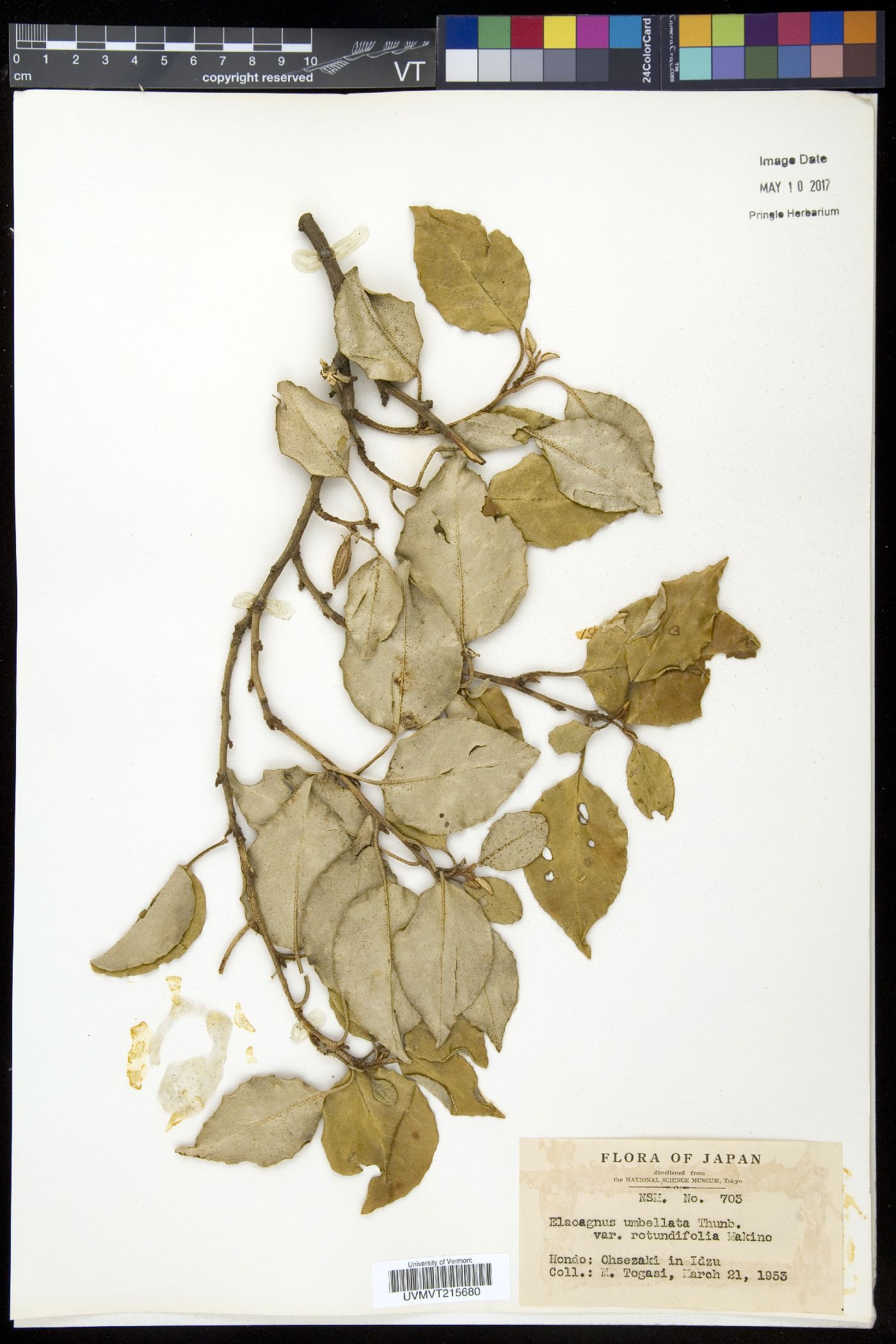 Elaeagnus umbellata var. rotundifolia image