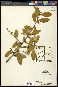 Elaeagnus pungens image