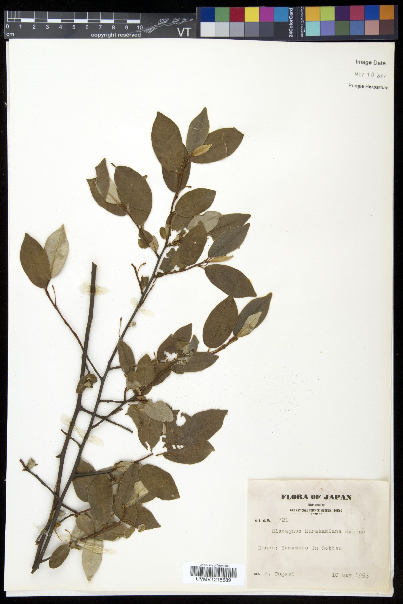 Elaeagnus murakamiana image