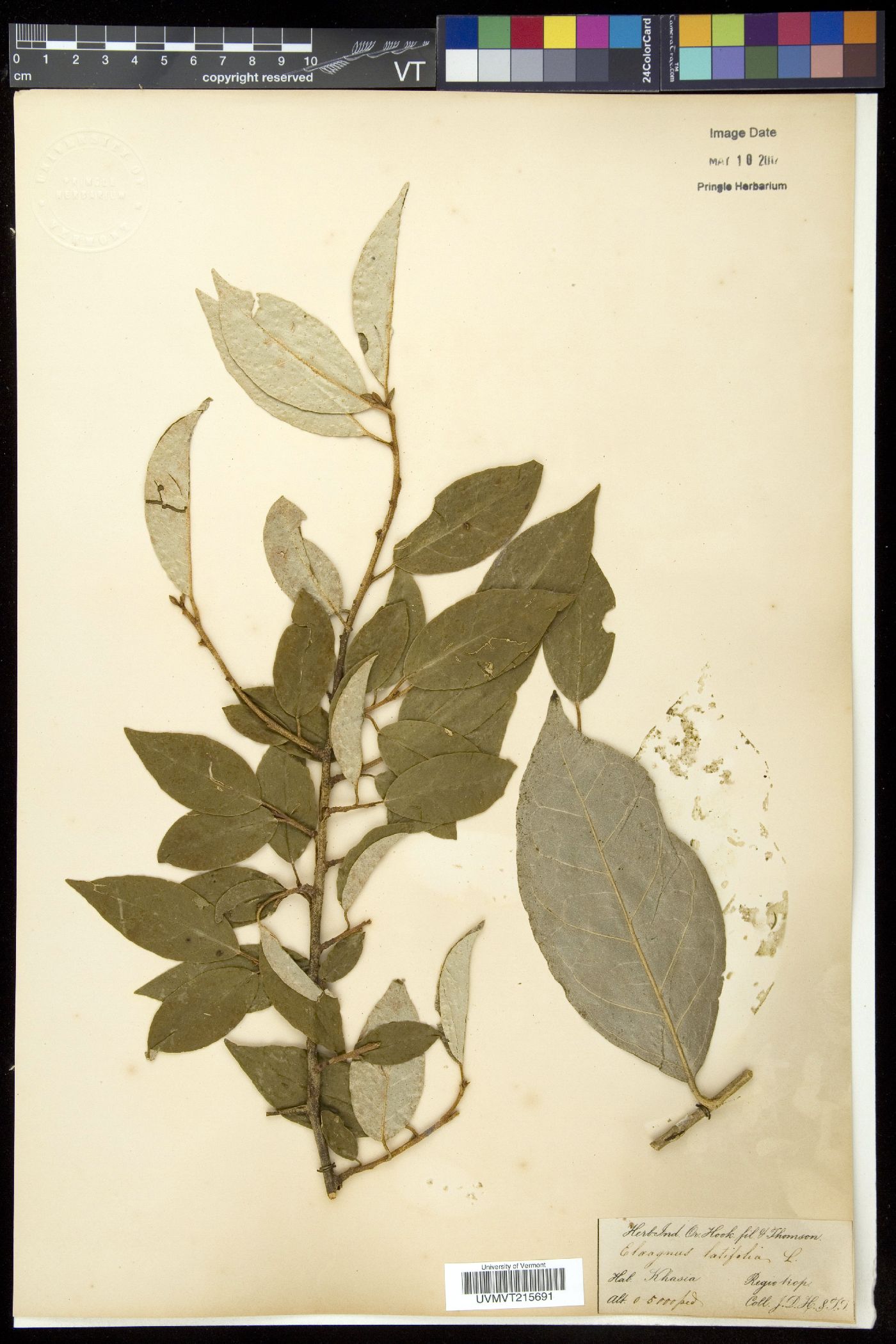 Elaeagnus latifolia image