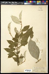Elaeagnus latifolia image