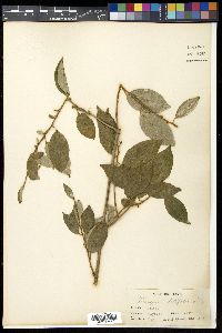 Elaeagnus latifolia image