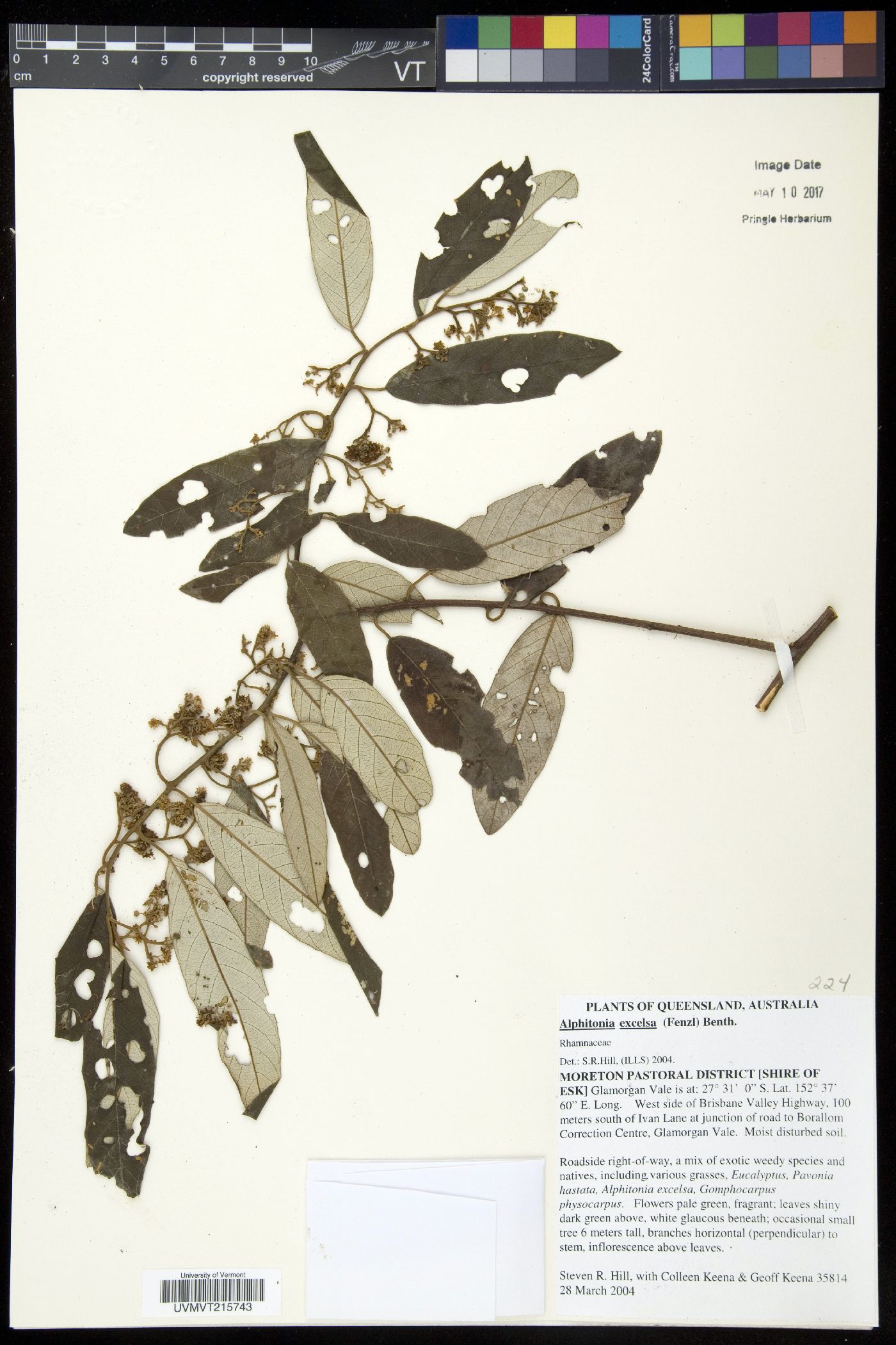 Alphitonia excelsa image