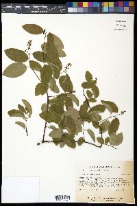 Berchemia scandens image