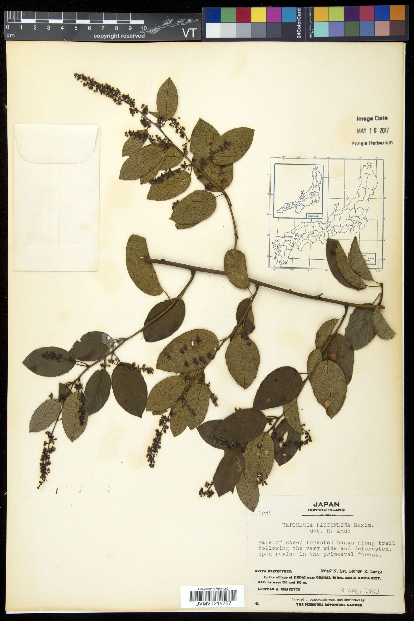 Berchemia pauciflora image