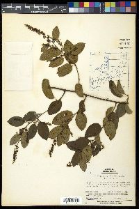 Image of Berchemia pauciflora