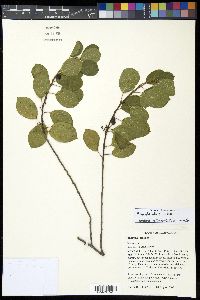 Frangula alnus image