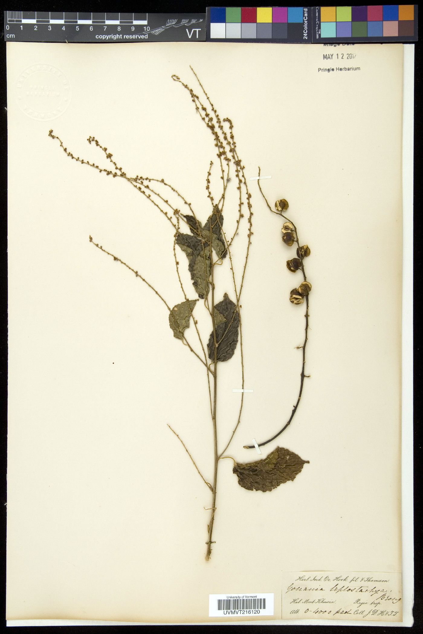 Gouania leptostachya image