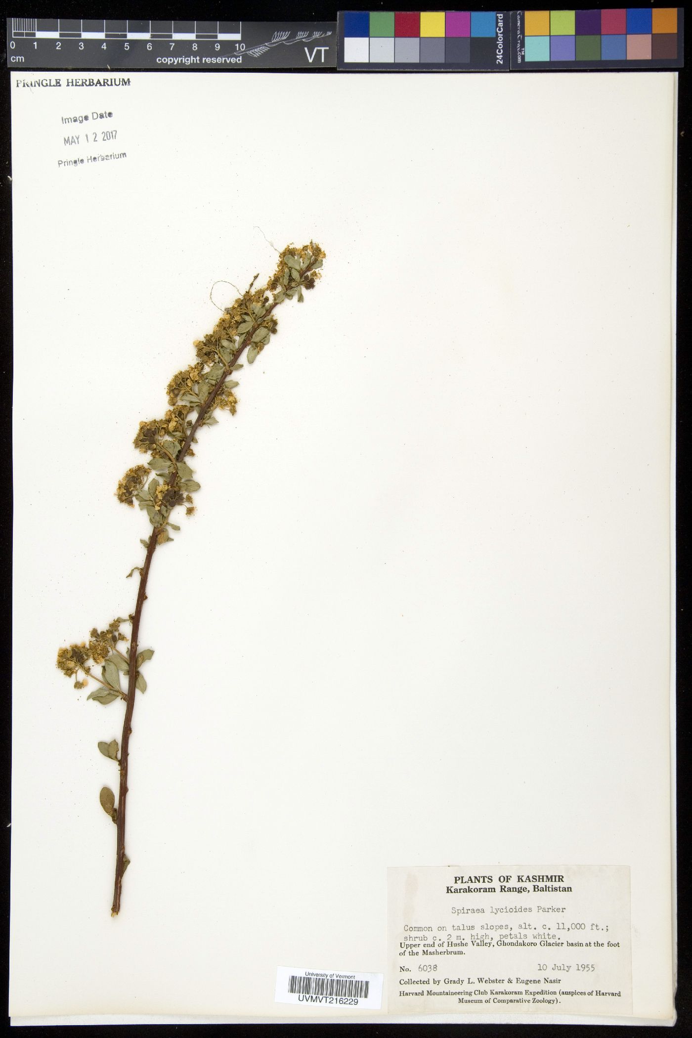 Spiraea lasiocarpa image