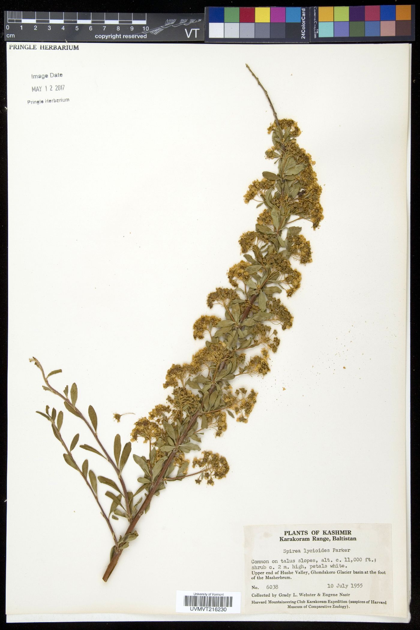 Spiraea lasiocarpa image