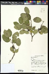 Rhamnus cathartica image