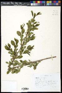 Rhamnus lanceolata image