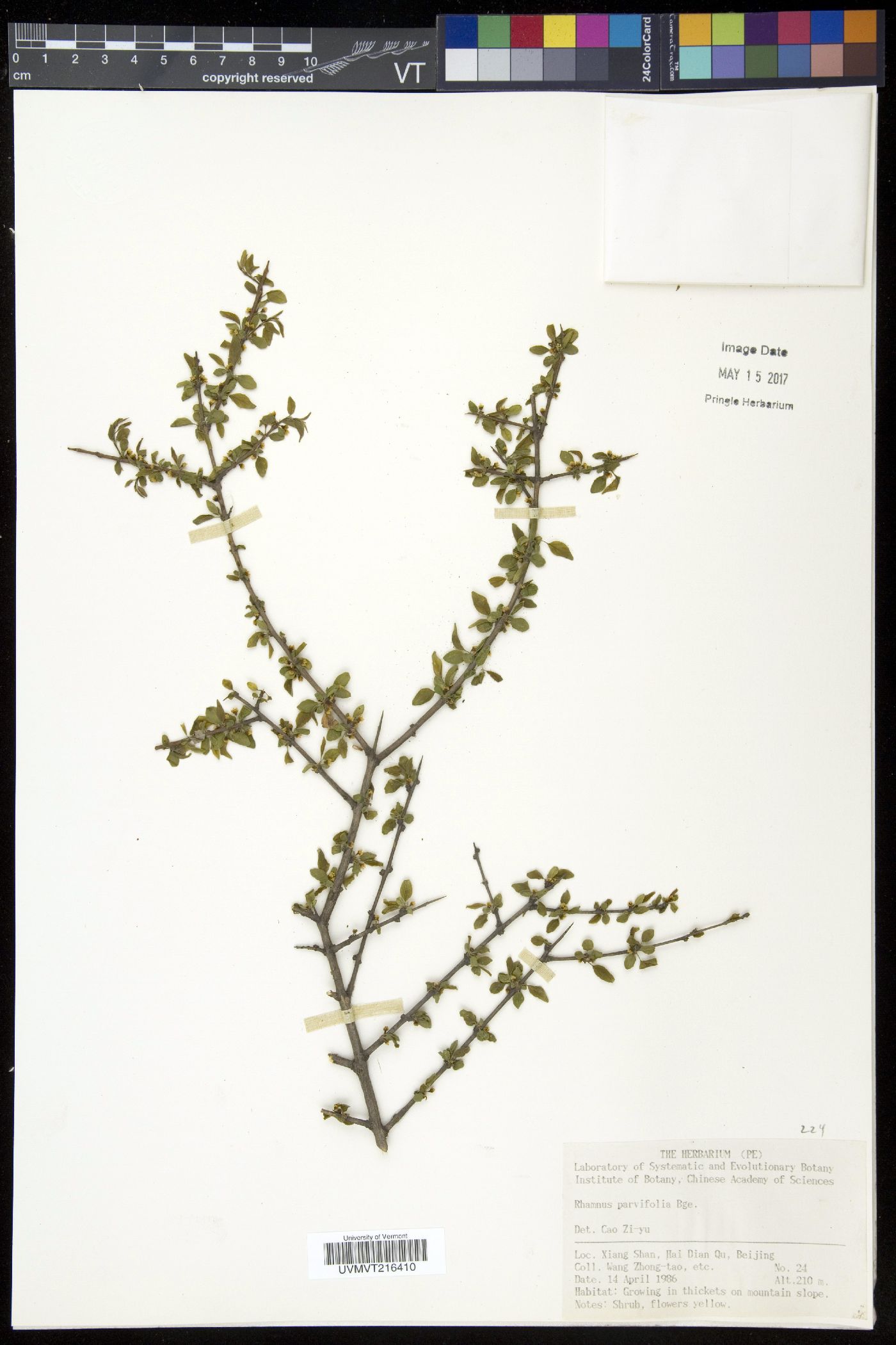 Rhamnus parvifolia image