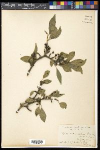 Rhamnus japonica image