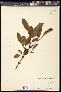 Rhamnus virgata image