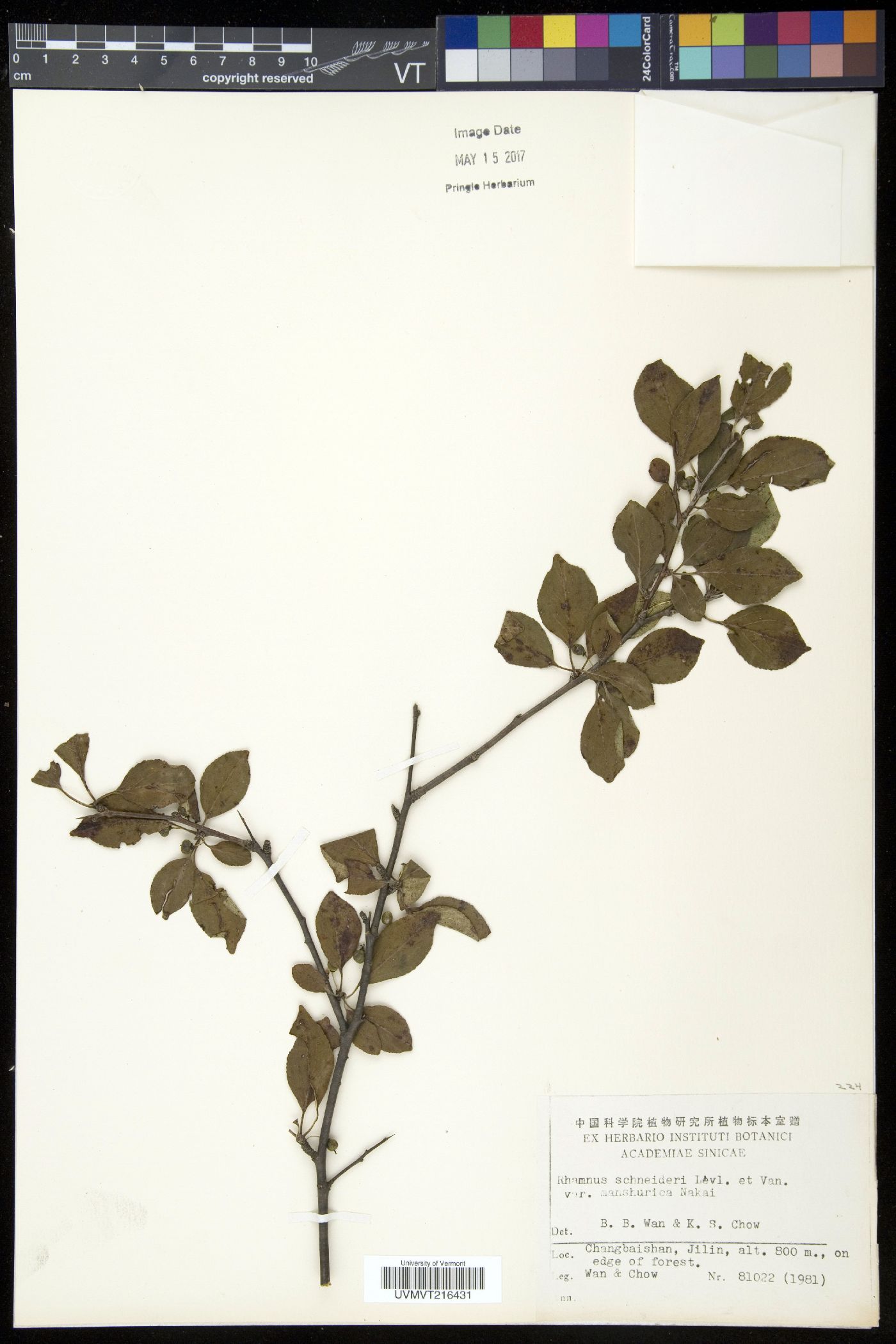 Rhamnus schneideri image