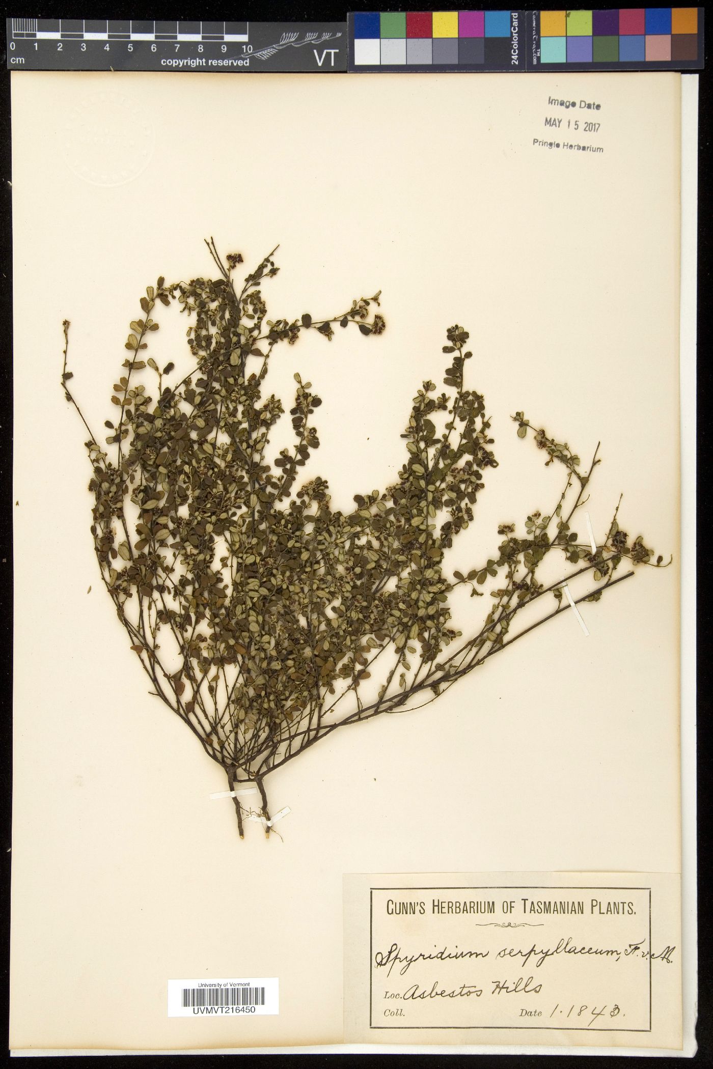 Spyridium image