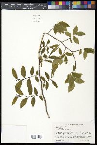 Ulmus alata image