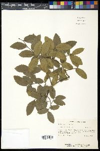 Ulmus crassifolia image