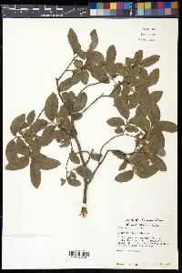 Ulmus crassifolia image