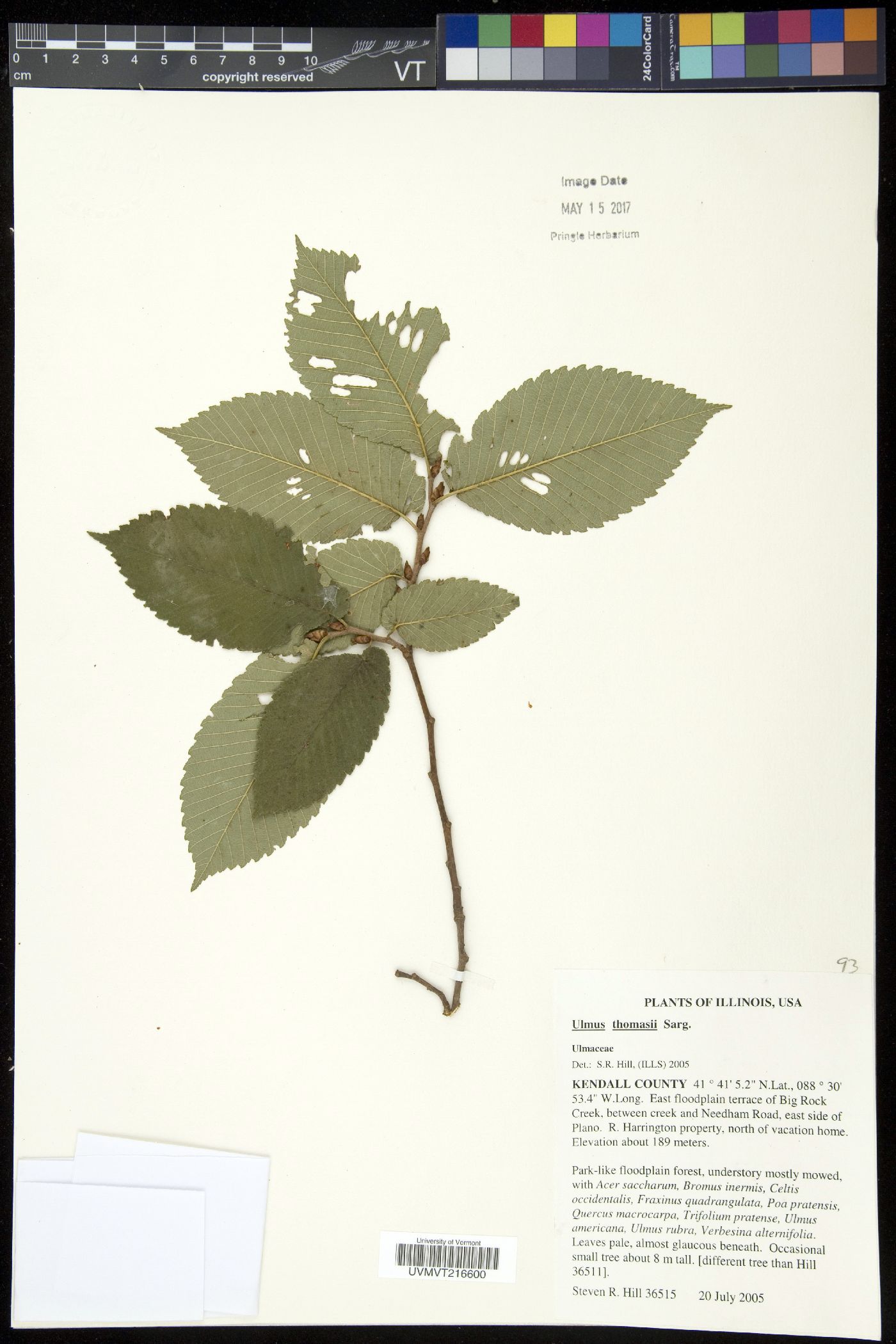 Ulmus thomasii image