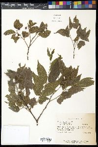 Celtis laevigata image